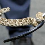 Video: Halló 20 serpientes de cascabel en su garaje