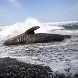 Mueren 19 ballenas pilotos tras quedar varadas en el norte de Nueva Zelanda 