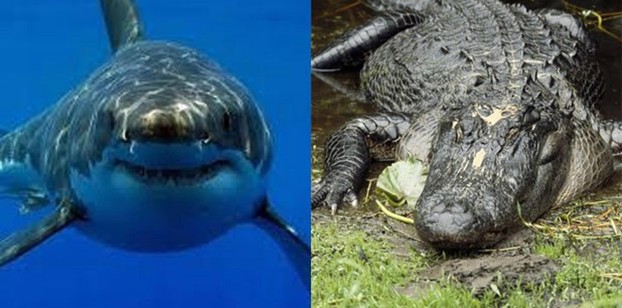 Los encuentros entre estos dos animales son comunes en Australia.(Archivo)