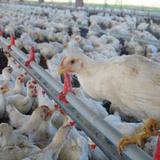 Estados brasileños se organizan para impedir el avance de la gripe aviar 