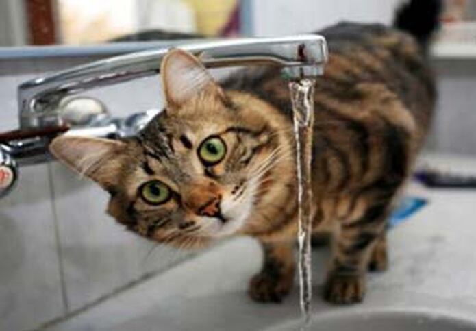 ¿Quién dijo que los gatos odiaban el agua? - Primera Hora