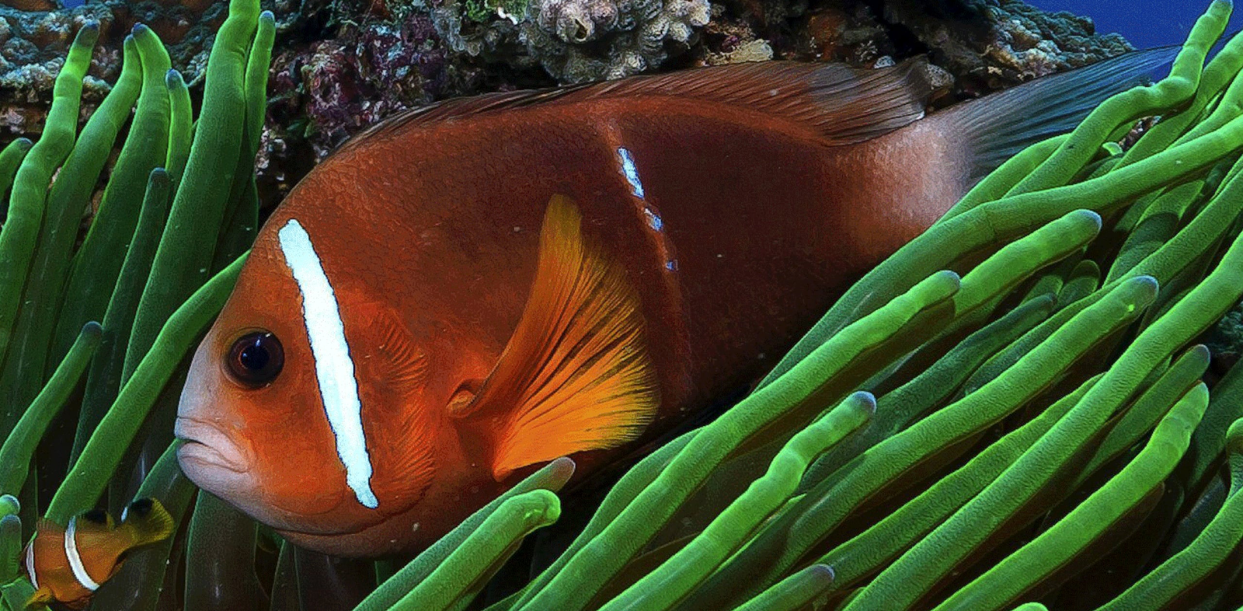Amphiprion omanensis