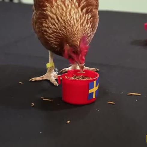La gallina "Kagüita" predice el resultado del juego entre Suecia e Inglaterra