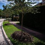 Plantar árboles en la ciudad reduciría la mortalidad en la población