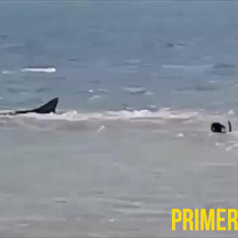Perro arriesga su vida jugando con tiburones 
