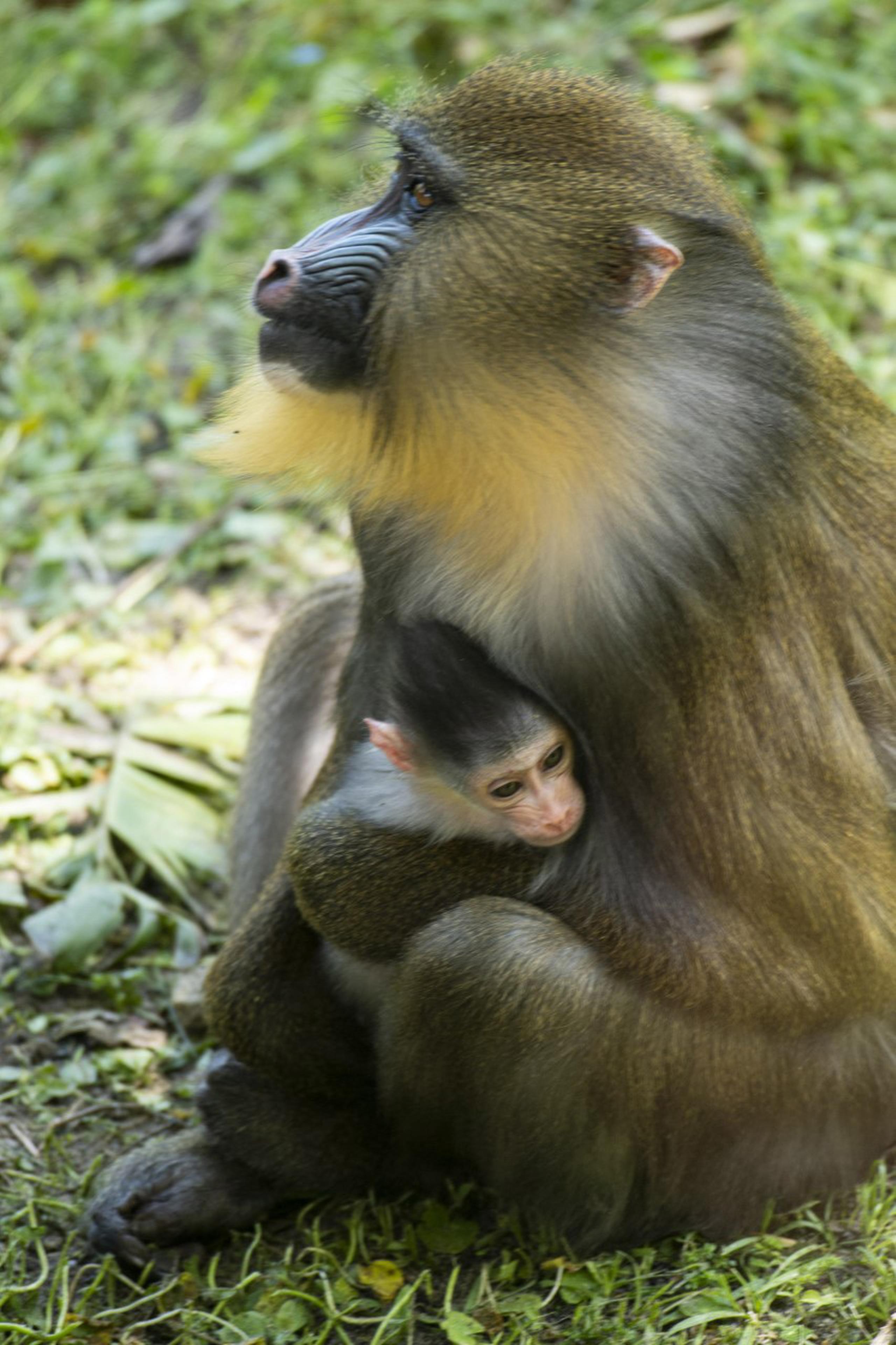 Aunque “Ivy” pesó menos de dos libras al nacer, los mandriles son en realidad la especie más grande de monos.