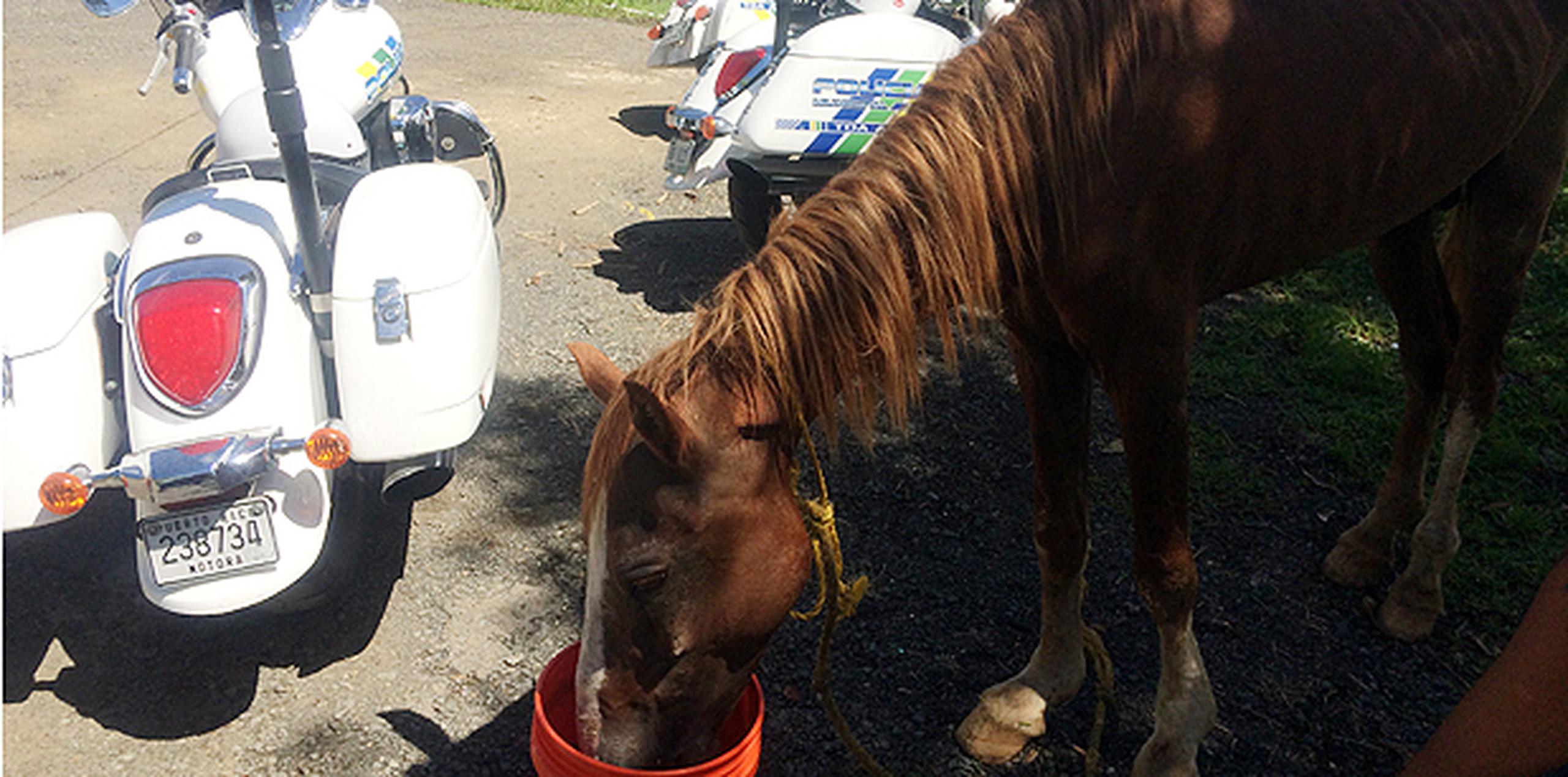 El caballo, que fue encontrado cerca de las 10:00 de la mañana, sería llevado a un veterinario. (Suministrada)