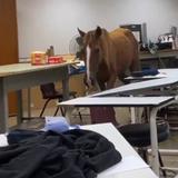 RUM explica situación con caballo en un salón de clases