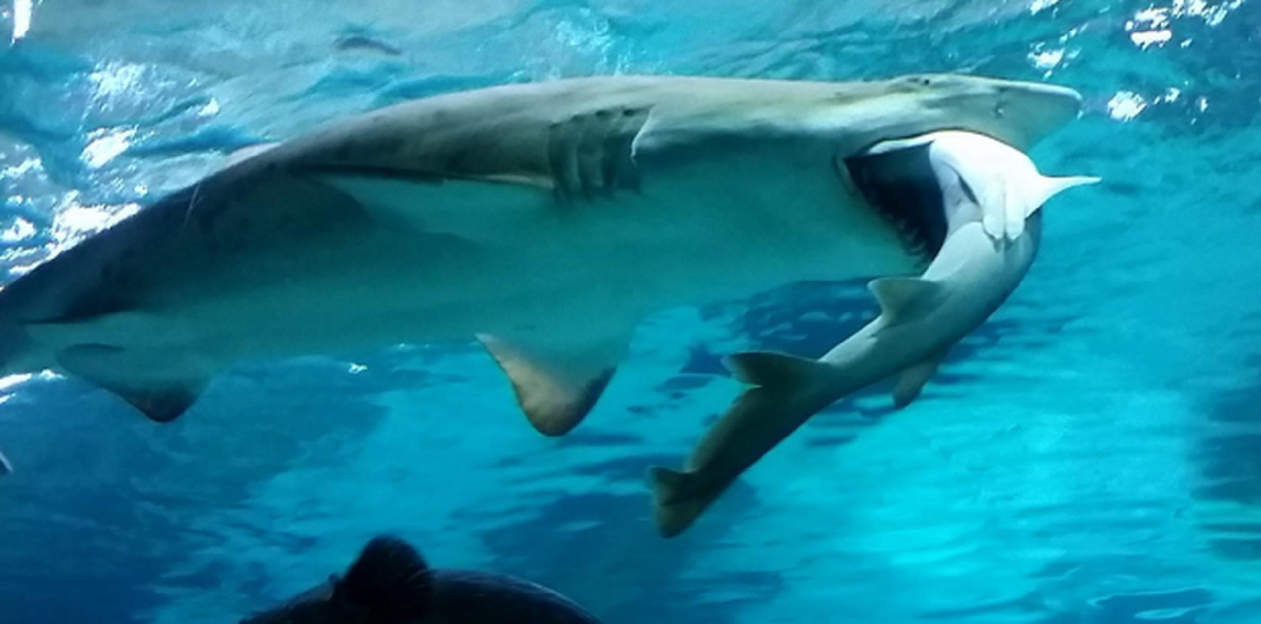 La hembra de tiburón tigre estubo tragando a su infortunado compañero durante varias horas, ante la sorpresa de los visitantes del acuario. (EFE/Coex Aquarium)