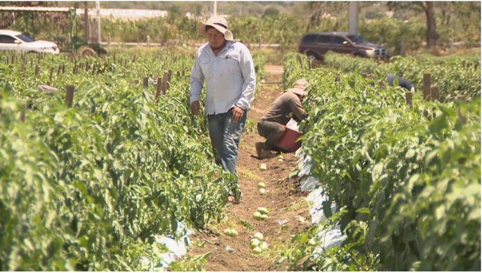 Los obreros mexicanos llegaron a la Isla a través del programa de visas H-2A y el proceso ha sido regulado por el Departamento del Trabajo federal.