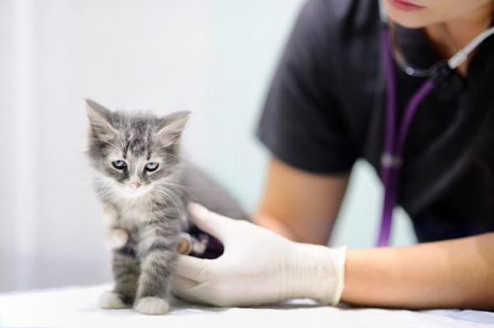 Los felinos requieren de visitas regulares al veterinario como parte de sus chequeos preventivos y para la administración de sus vacunas.