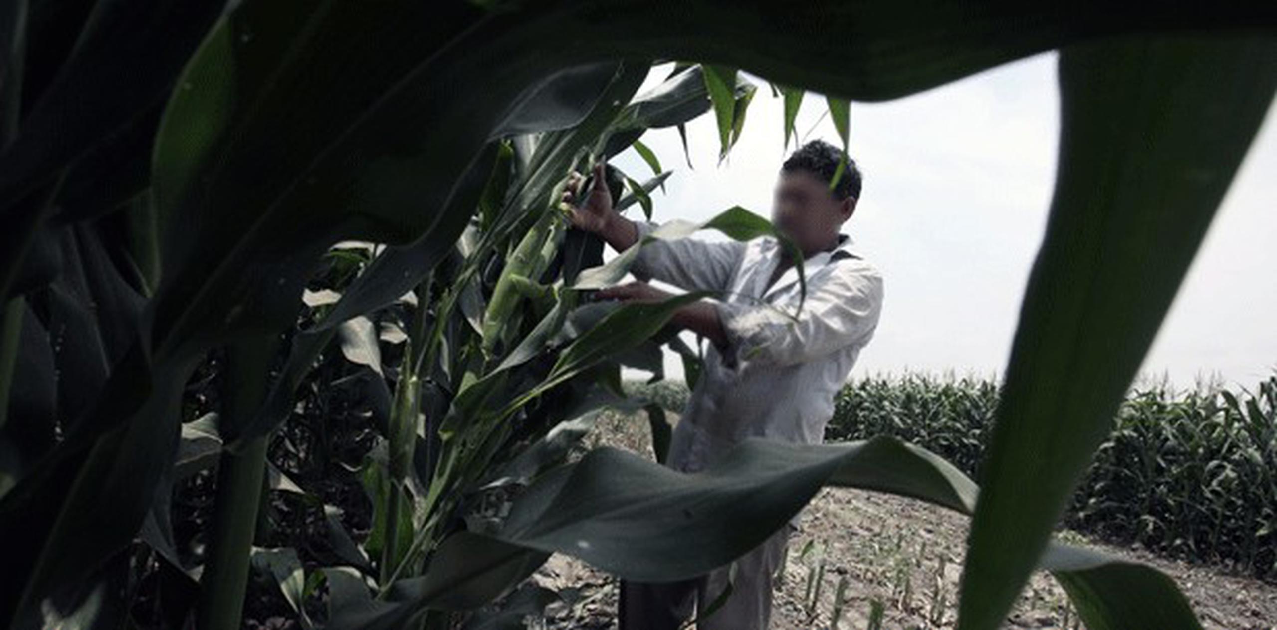Programa por Comida Justa apunta a terminar con la explotación y el abuso de los trabajadores agrícolas en Estados Unidos. (Archivo)