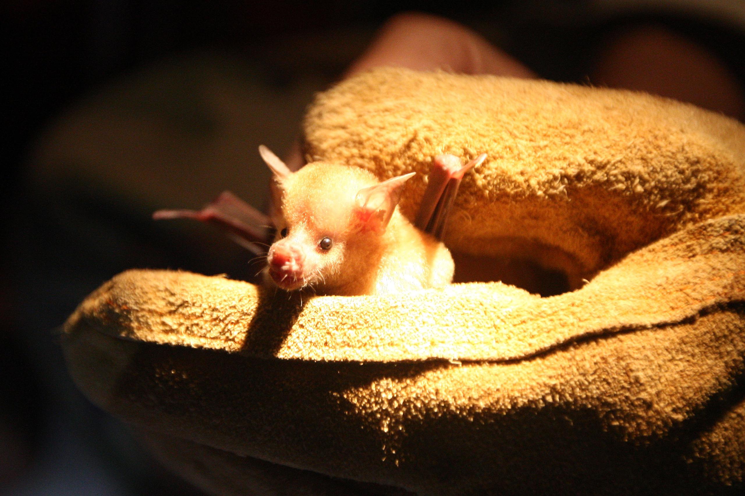El Programa de Conservación de Murciélagos de Puerto Rico busca proteger a los mamíferos voladores a través la educación y la investigación.  En la foto, un "Erophylla Bombifrons" o mejor conocido como Murciélago de las Flores.