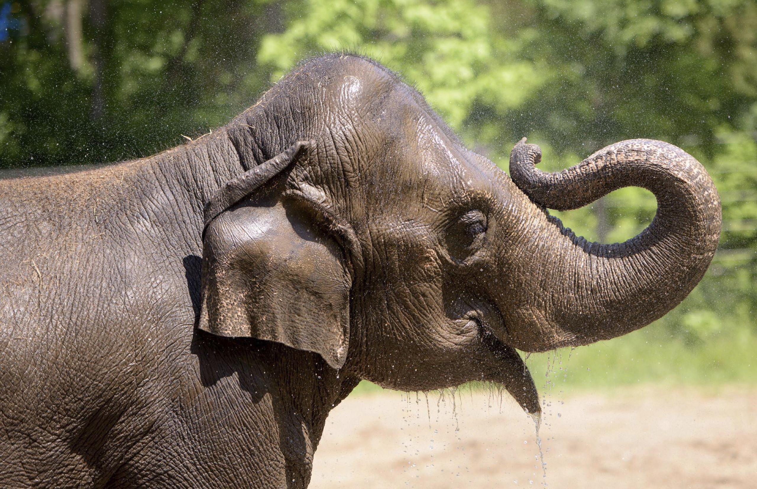 Los resultados iniciales de la necropsia mostraron algunos cambios preexistentes en el corazón de la elefanta de 27 años, pero se están realizando más pruebas.