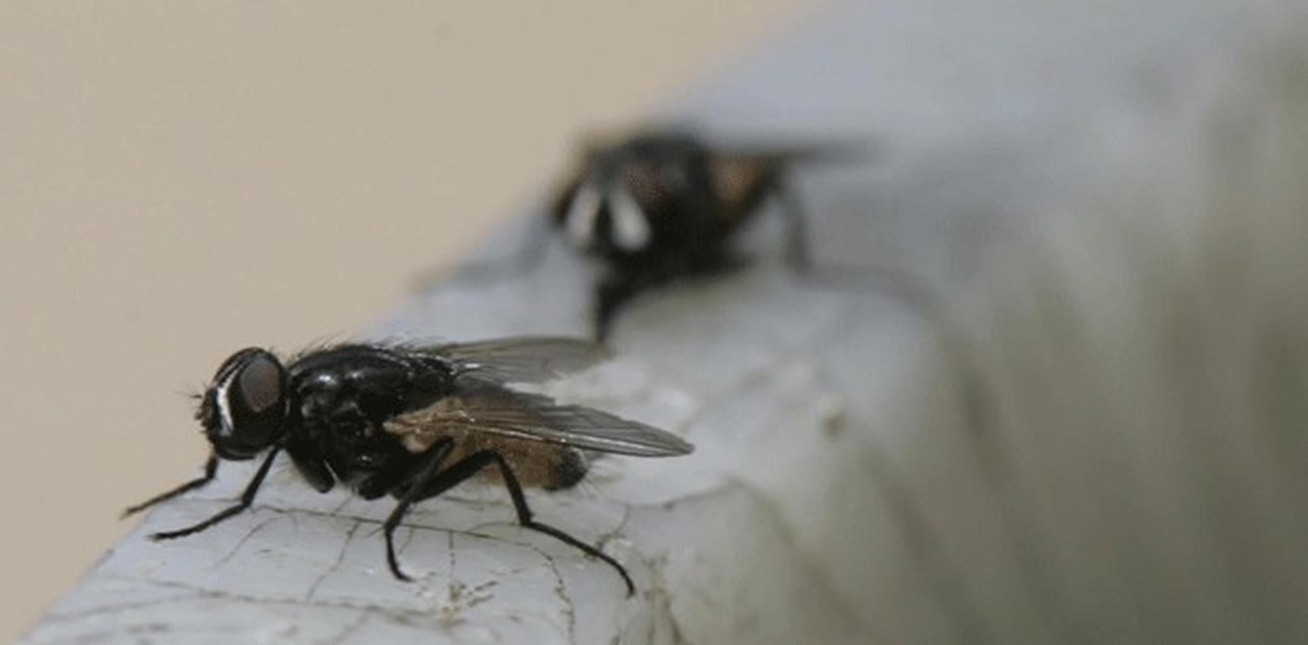 La investigación identifica múltiples genes y regiones cerebrales en las moscas "Drosophila", conocida como la mosca de la fruta, que estarían relacionados con el aprendizaje y la retención de la información metabólica, lo que ayudaría a estos insectos a decidir qué alimentos tomar. (Archivo)