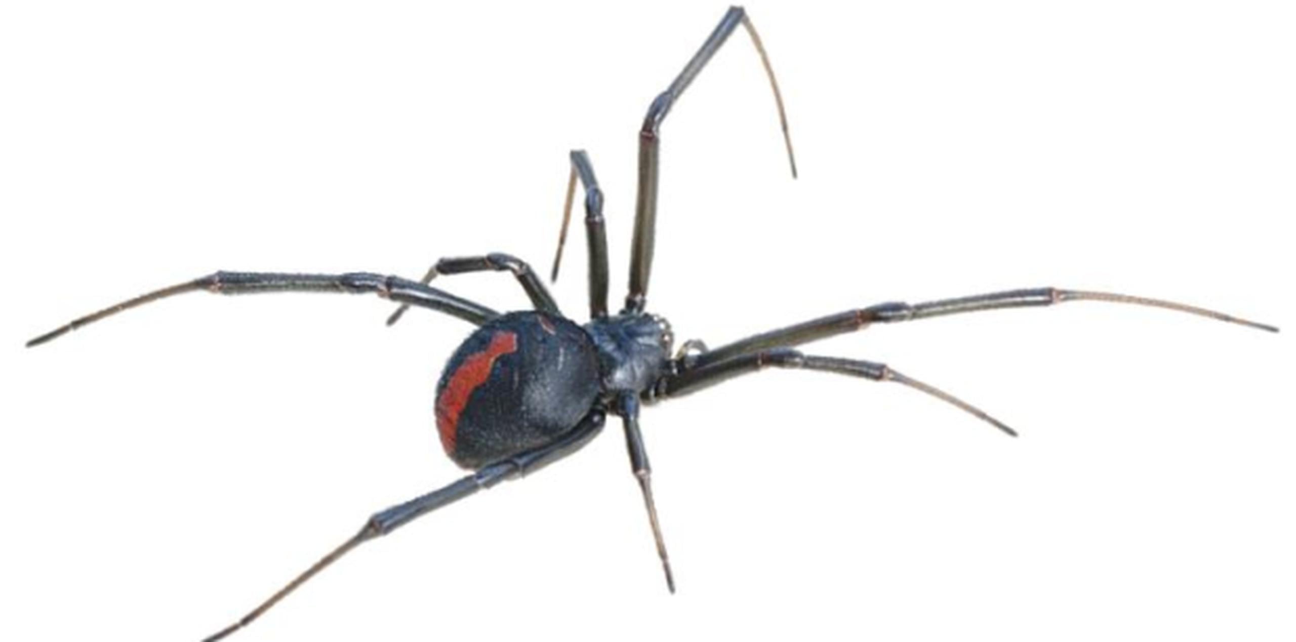 Describió a la araña viuda negra como una pequeña, de aproximadamente tres cuartos de pulgada, con un distintivo color negro bien intenso, con una marca que parece un relojito de arena en la parte inferior del abdomen de color rojo o naranja. (Archivo)