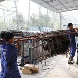 Vietnam pudiera pronto ponerle fin a la extracción de bilis de oso 