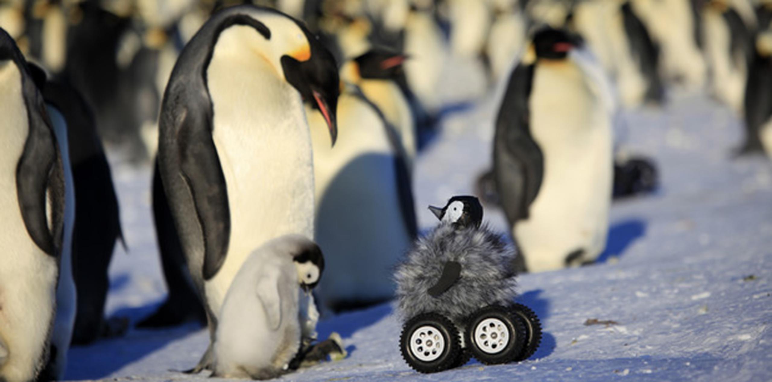 Científicos internacionales e incluso cineastas de documentales crearon un aparato rodante de control remoto disfrazado de polluelo para que se acurruque entre los pingüinos tímidos en Tierra Adelie, en la Antártida. (AP)
