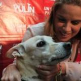 Carmen Yulín lamenta muerte de su perro Benicio del Toro