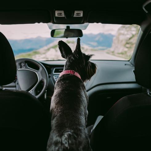  Consejos para cuando el perro va contigo en el carro