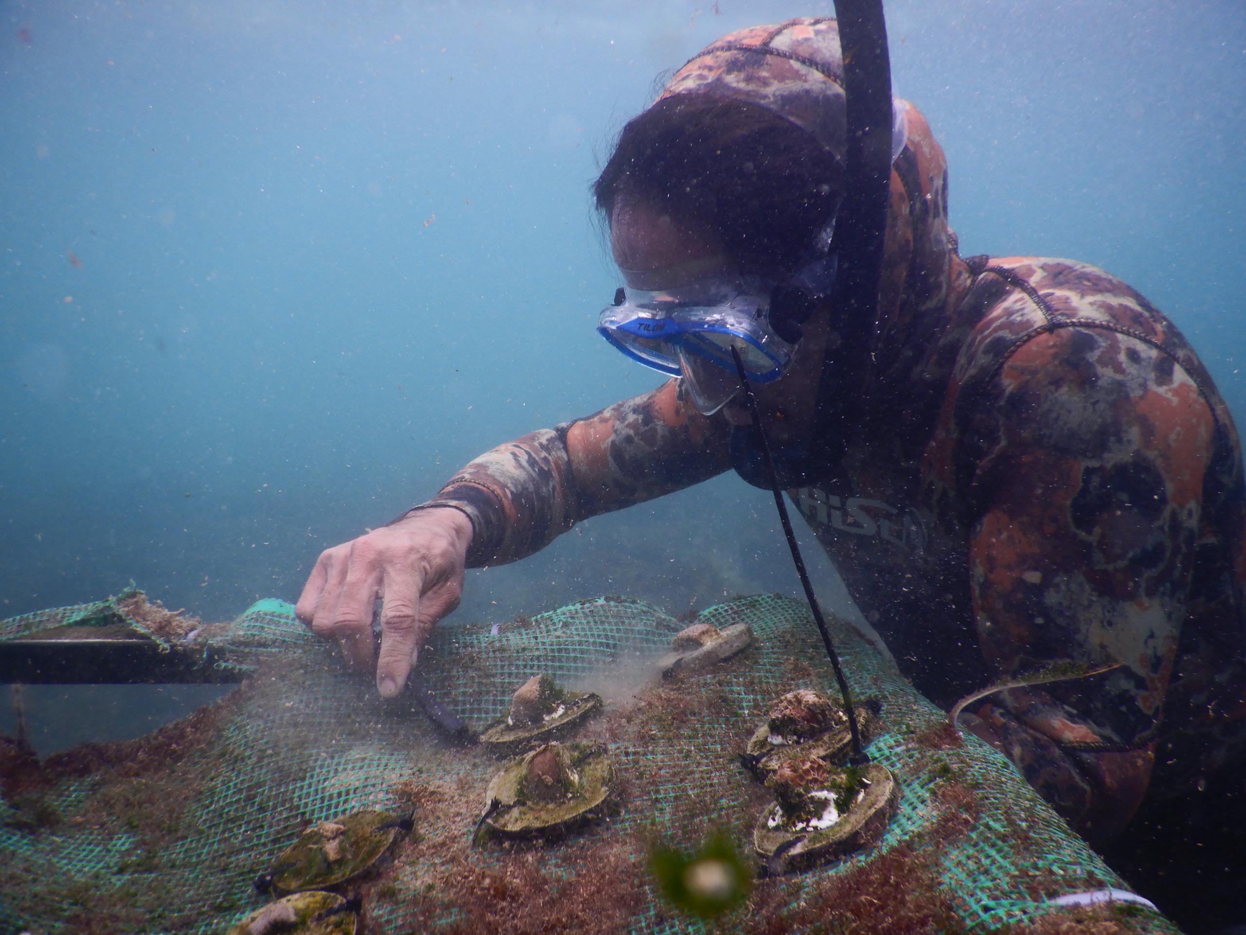 Fotografía de archivo fechada en septiembre del 2023 de corales que han sido trasplantados tras haber sido criados en viveros, conocidos coloquialmente como "guarderías", para repoblar el fondo marino del archipiélago, tras la grave mortandad provocada en años pasados por el fenómeno climático de El Niño, en las islas Galápagos (Ecuador). EFE/ Parque Nacional Galápagos
