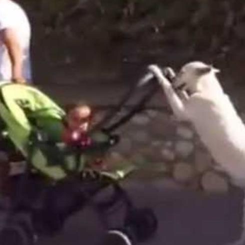 El perrito le da un paseo en coche al bebé 