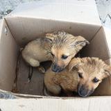 Piden ayuda para más de 800 perros y gatos en Guayama