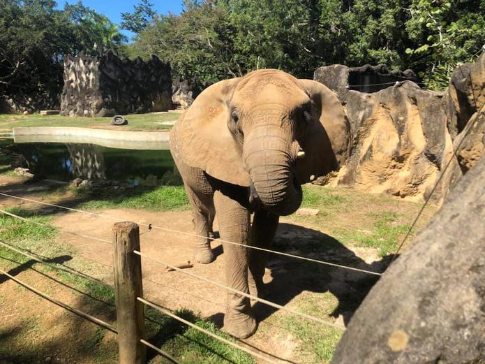 La elefanta Mundi en el zoológico de Mayagüez.