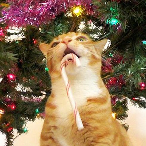 ¡Mira cómo estos gatos destruyen la Navidad!