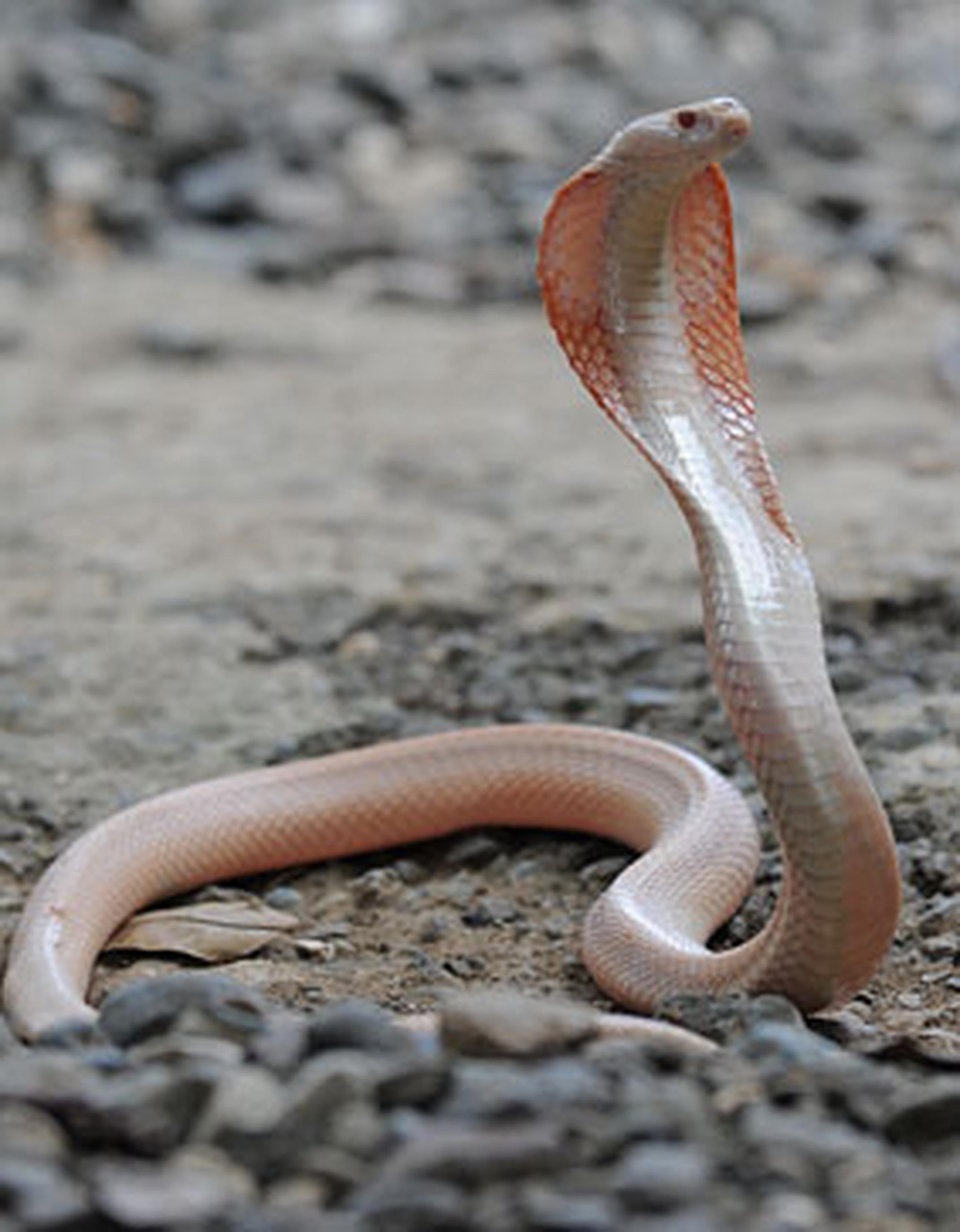 Miles de personas mueren cada año en el subcontinente indio víctimas de picaduras de serpientes.(Archivo)