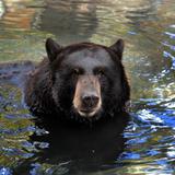 Sale rumbo a Colorado el oso negro del Parque de las Ciencias