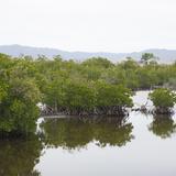 Pierluisi autoriza repoblar con manglares áreas destruidas en Bahía Jobos en Salinas