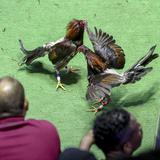 Supremo de Estados Unidos mantiene prohibición de peleas de gallo en la Isla