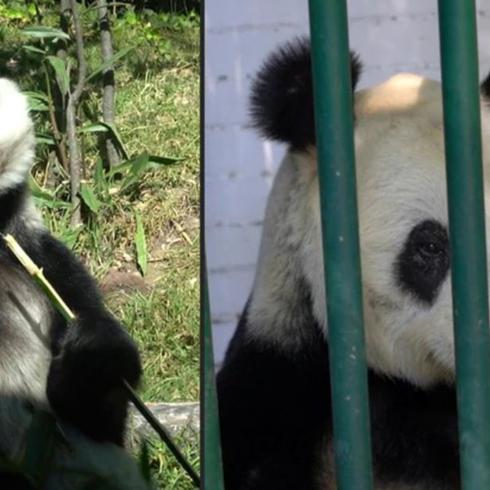 Conoce a los únicos pandas que no son de China