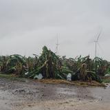 Millonaria pérdida en la Finca Don Manuel tras embate del huracán Fiona