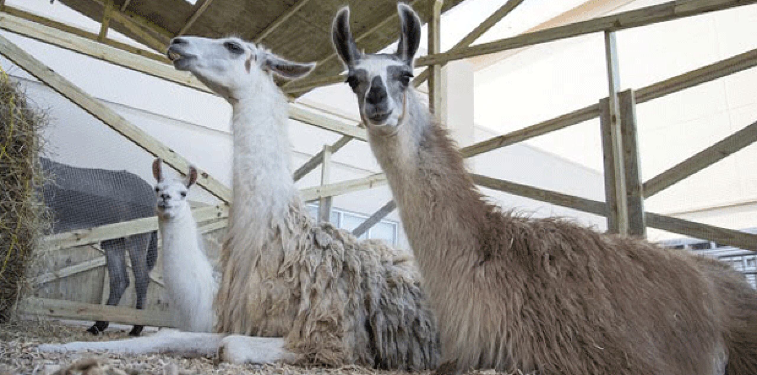 Muchos de los animales presentaban deshidratación y debilidad, además de que algunos tenían cicatrices. (Archivo)