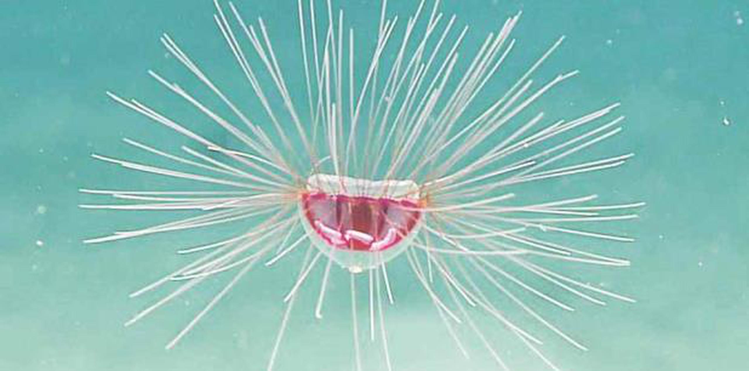 Una medusa psicodélica fue hallada entre los descubrimientos de expedición en aguas de Puerto Rico. (Agencia EFE)
