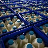Buscan salvar cientos de miles de litros de leche 
