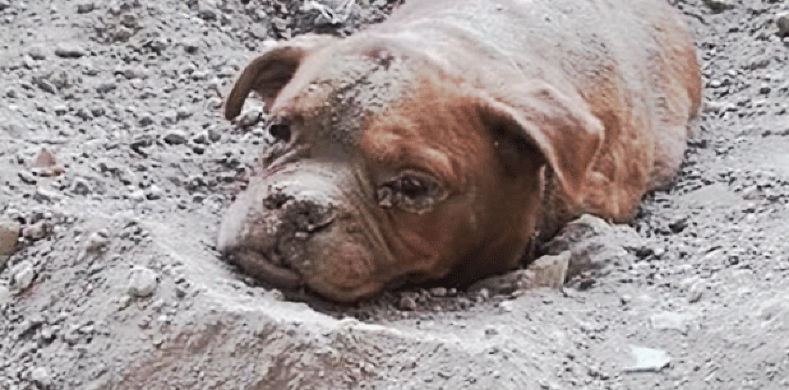 Las imágenes causaron tal indignación entre los usuarios, que activistas de los derechos de los animales lanzaron una petición en internet para que el dueño del perro reciba la sentencia máxima por este acto.  (YouTube)