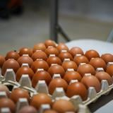 “No hay nada” que Agricultura pueda hacer contra supermercados que no bajen precios de huevos locales