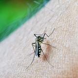 Se registran en julio dos casos de dengue autóctono en Miami
