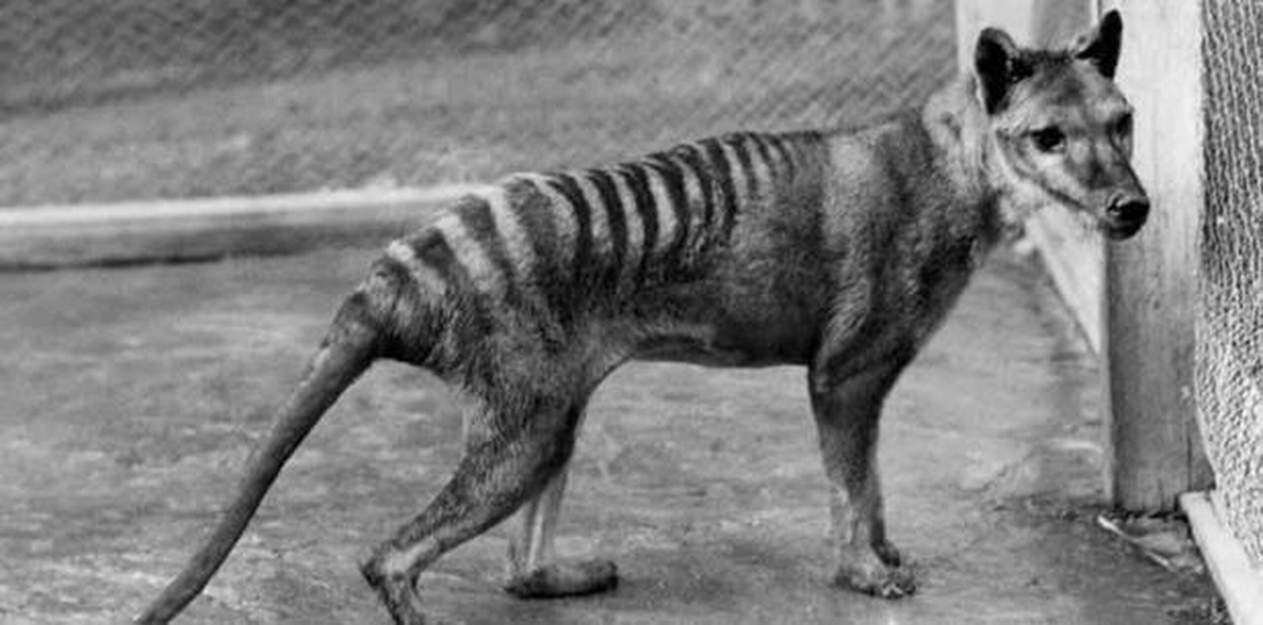 Tigre de Tasmania (Wikimedia Commons)