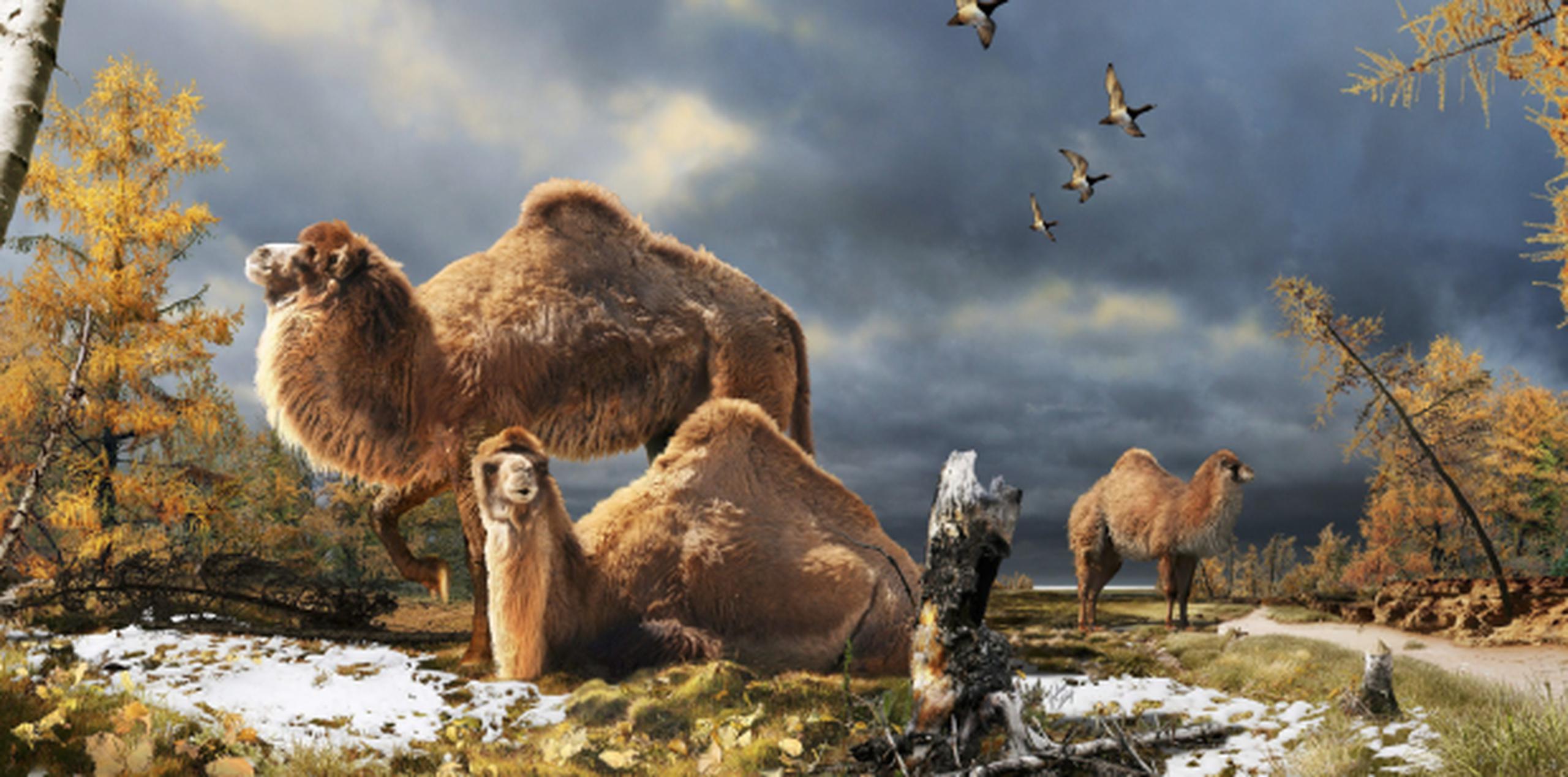 Ilustración del camello gigante que vivió hace 3.5 millones de años en el extremo norte ártico canadiense. (EFE/Julius Csotonyi)