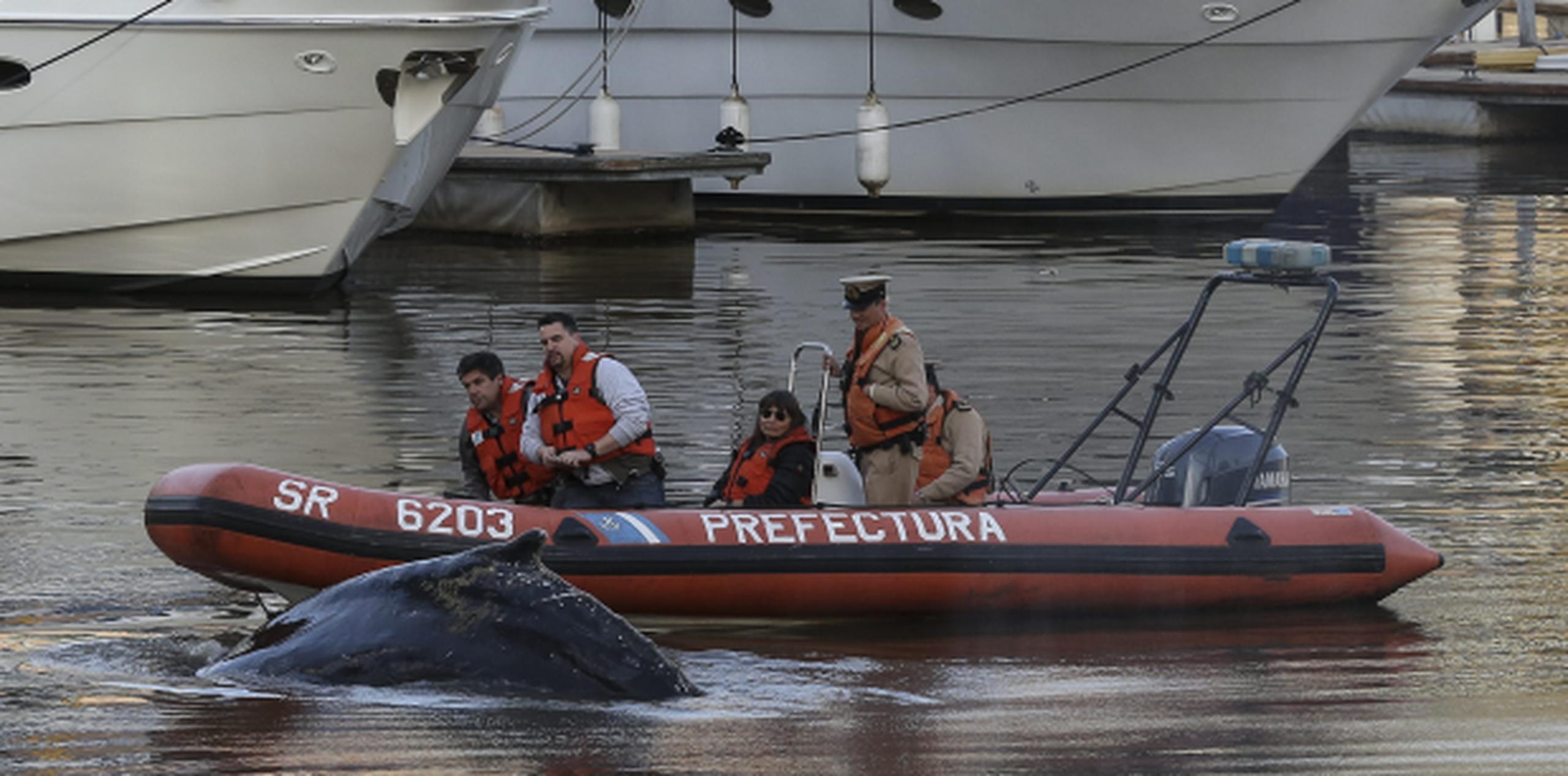Como la noticia sobre la ballena se esparció rápidamente en las redes sociales y televisoras locales transmitieron imágenes en vivo, centenares de personas acudieron al lugar para verla. (EFE/David Fernández)