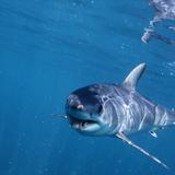 Tiburón ataca de muerte a un surfista en Australia