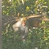 Buscan a mono que merodea por el casco urbano de Bayamón