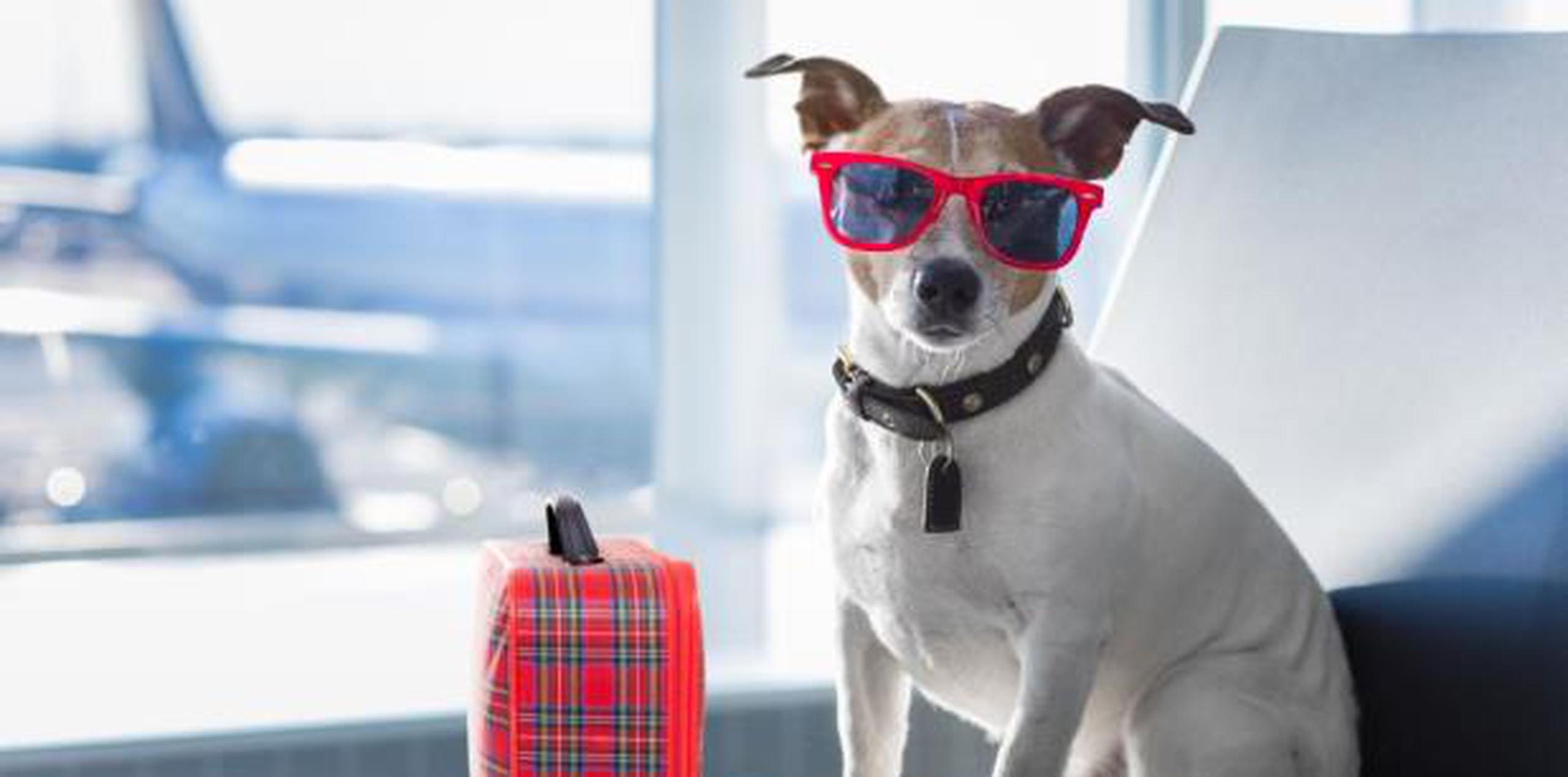Experto señala que lo más importante es llevarlo al veterinario para asegurar que esté lo suficientemente saludable para viajar y que tenga todos los documentos necesarios. (Shutterstock)