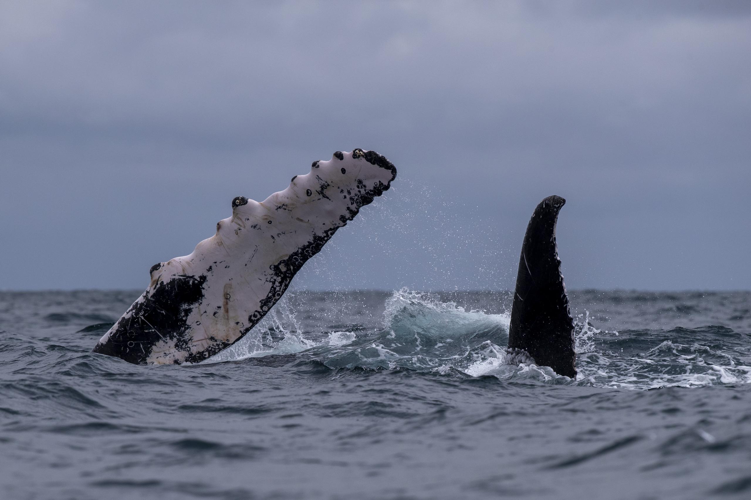 El mar peruano se encuentra en el trayecto de migración que realizan estas ballenas desde la Antártida hasta  las costas del norte de Perú, donde se encuentra su área de crianza y reproducción.