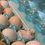 Mujer encuentra pollito recién nacido en un cartón de huevos