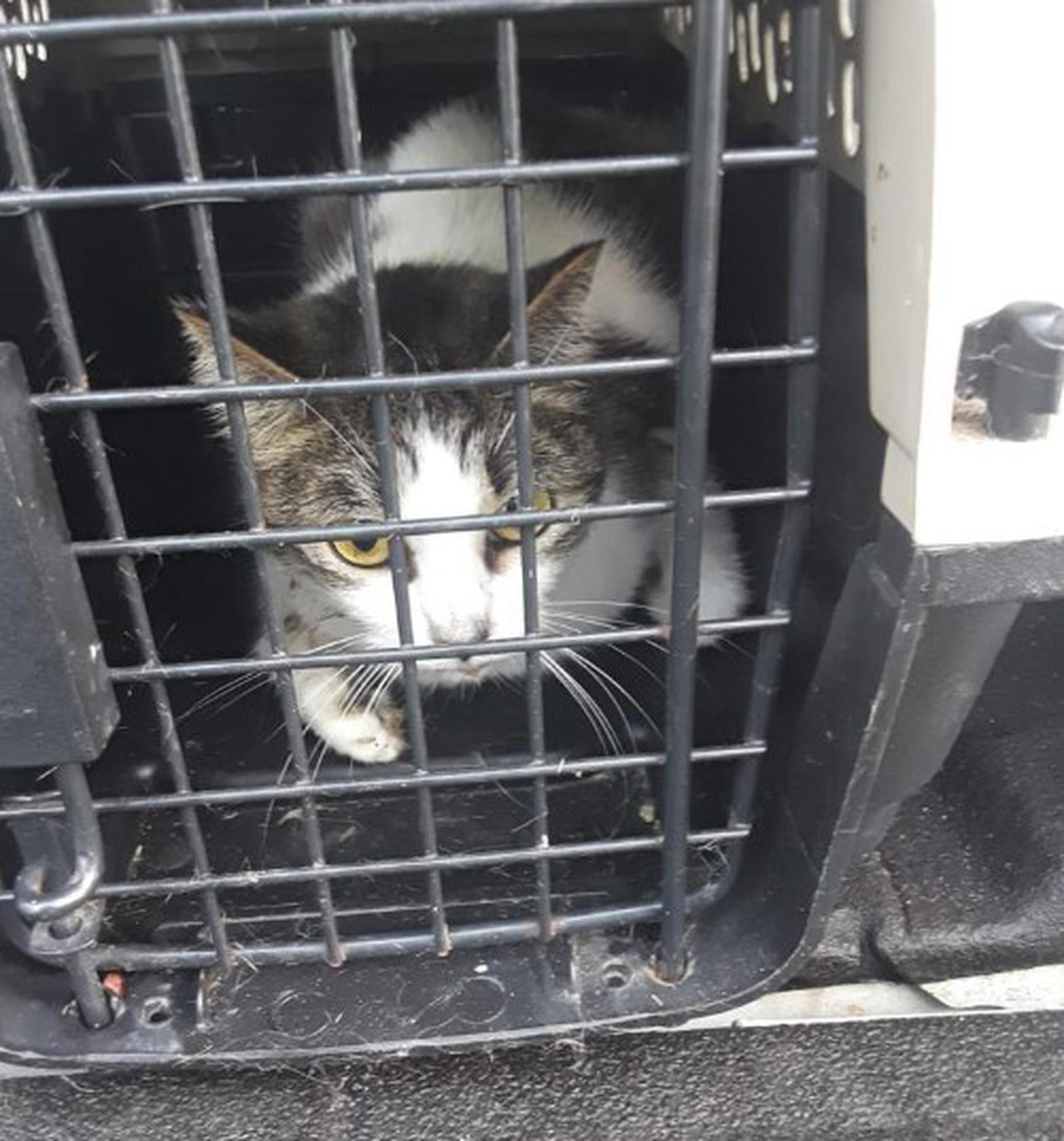 Uno de los gatos rescatados por la Policía en la residencia de Yauco.